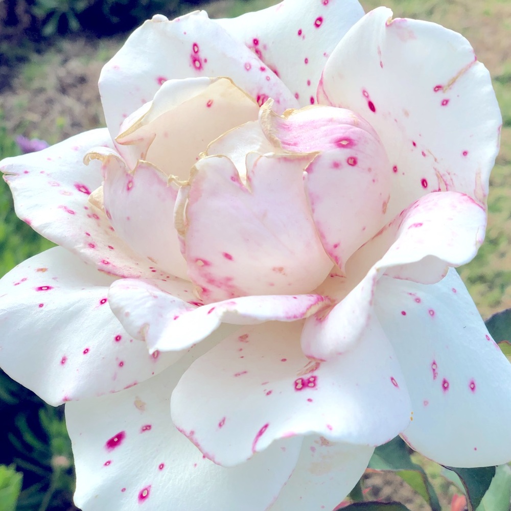 AllTheWildRoses - IG